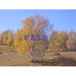 白杨杨树苗白杨速生杨扦插苗杨树条杨树苗107108速生杨树苗