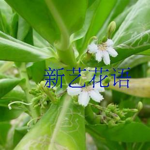 海桐树苗海桐花苗山矾海桐球四季常青庭院树苗绿化苗木风景树