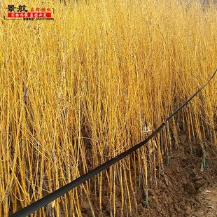 黄金槐金枝国槐树苗黄金槐树苗黄金槐嫁接黄金槐小苗工程绿化树苗