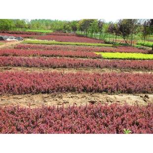 红叶小波苗红叶小檗紫叶小檗苗小苗篱笆灌木绿篱彩色色块植物