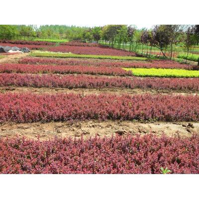 红叶小波苗红叶小檗紫叶小檗苗小苗篱笆灌木绿篱彩色色块植物