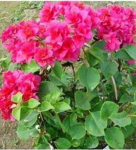 三角梅花三角梅宝巾花勒杜鹃三角梅紫茉莉科属攀援盆栽花卉植物