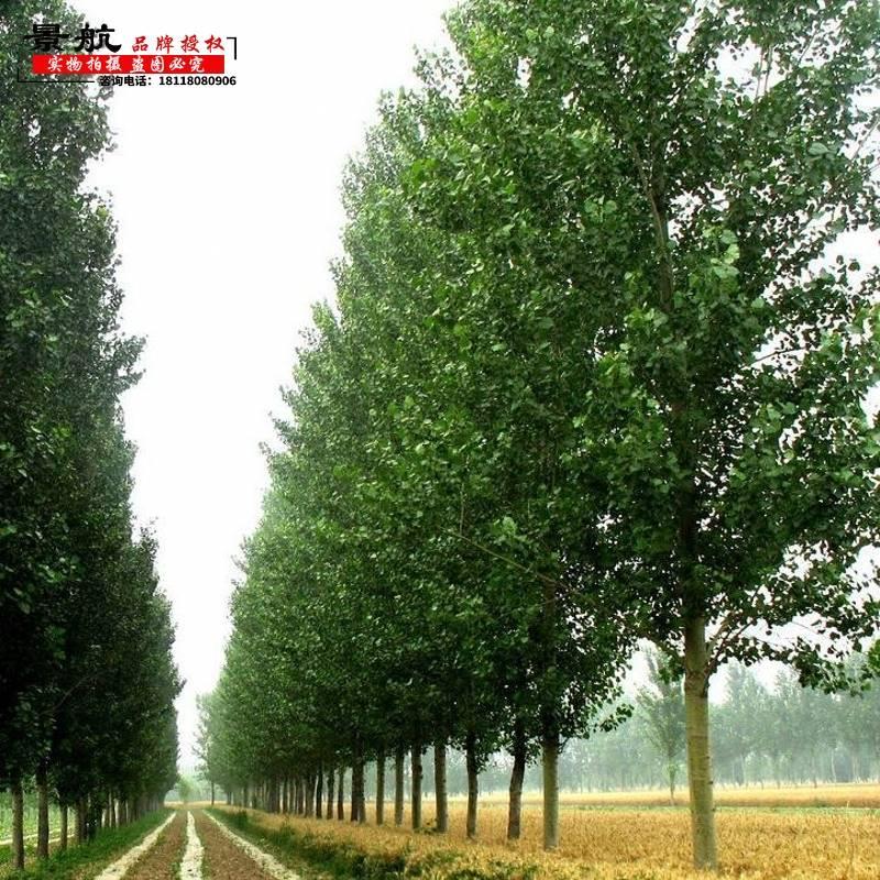 白杨树苗白杨速生无絮杨扦插苗杨树条杨树苗107108速生无絮杨树苗