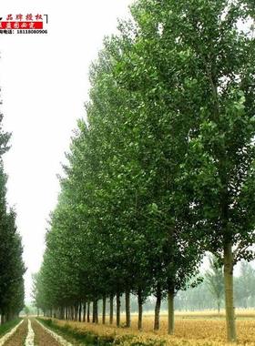 白杨树苗白杨速生无絮杨扦插苗杨树条杨树苗107108速生无絮杨树苗