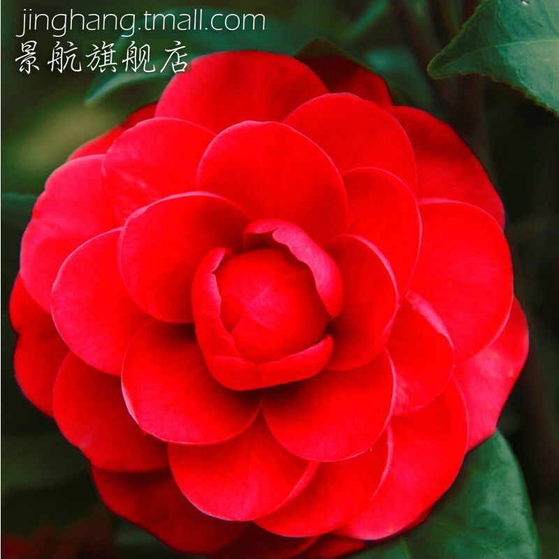 高档庭院室内盆栽地栽花卉植物大花茶花3年大苗3株包邮当年开花