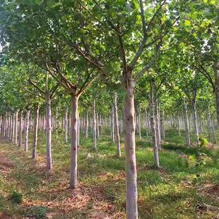 法国梧桐树法桐树绿化苗木法桐树苗小苗法桐苗速生法桐树苗