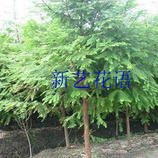 出售当年新采绿化林木树种子水杉树种子水桫种子水杉种子一斤