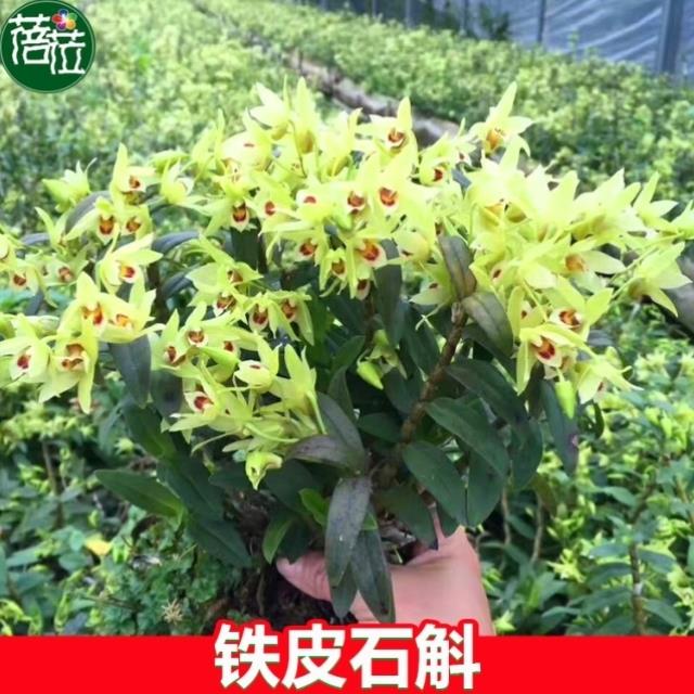 精选铁皮石斛丛苗带根发货比赤水金钗还好养基地种植直发霍山铁皮