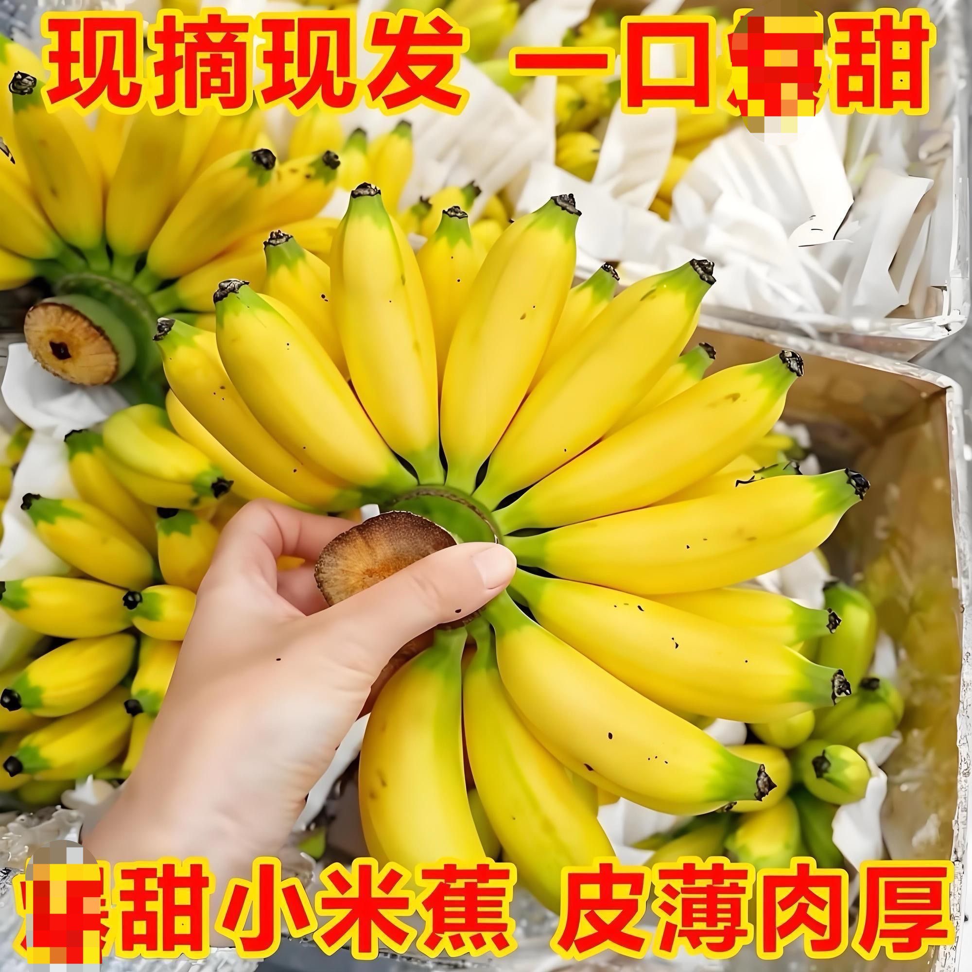 广西小米蕉当季新鲜水果