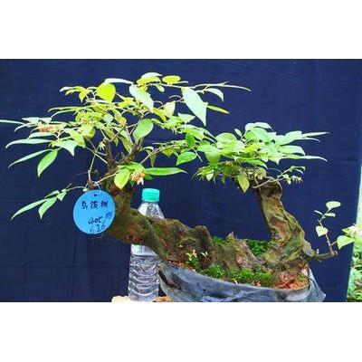 乌饭树树桩盆景南烛乌饭老桩野蓝莓水果盆栽阳台花卉室内绿植