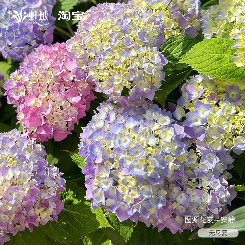 绣球无尽夏新娘太阳神殿绣球花大花苗花园盆栽万华镜带花苞花苗
