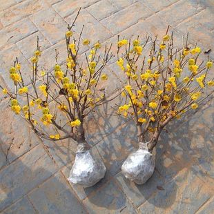 腊梅花树苗盆栽素心腊梅红梅老桩花盆景绿梅耐寒原生梅花花卉阳台