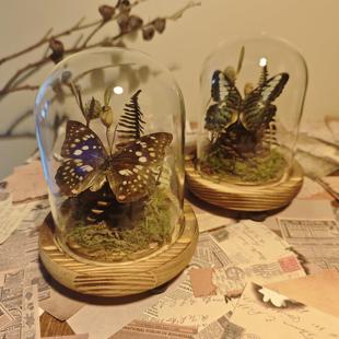 蝴蝶标本玻璃罩成品微景观装饰摆饰生态动植物永生花干 干燥花创