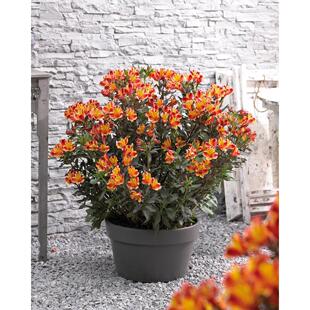 铜叶六出花 印第安之夏 可切花组盆暗黑色调花叶共赏宿根多年盆栽