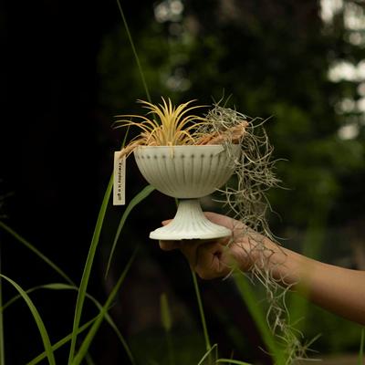 Earth plant 空气凤梨无土植物盆栽小众ins风绿植霸王花卷空凤