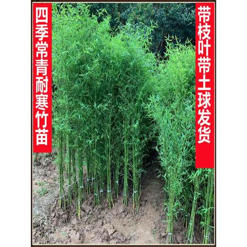 竹子苗庭院植物北方耐寒紫竹苗罗汉竹毛竹盆栽户外风景四季青竹苗