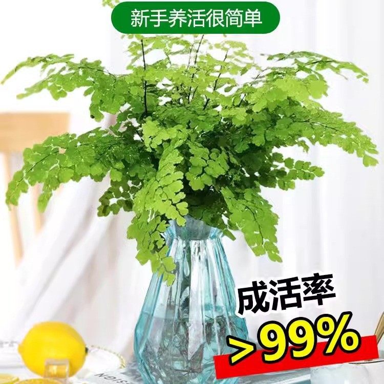 水培铁线蕨盆栽铁丝草室内绿植好养花卉耐阴净化空气桌面水培