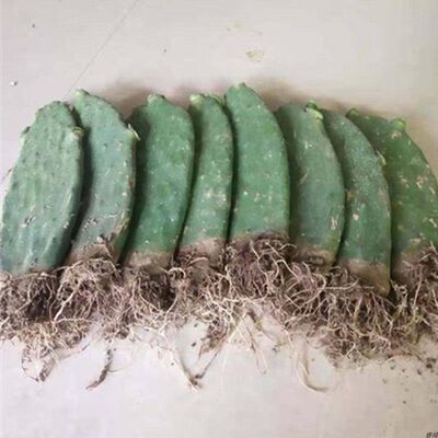 云南野生梨果仙人掌果苗多肉种苗种片老桩食用用美容嫁接蟹爪兰