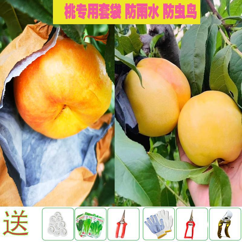 桃子套袋映霜红冬桃石榴橙子防雨防虫柑橘白色枇杷梨套袋