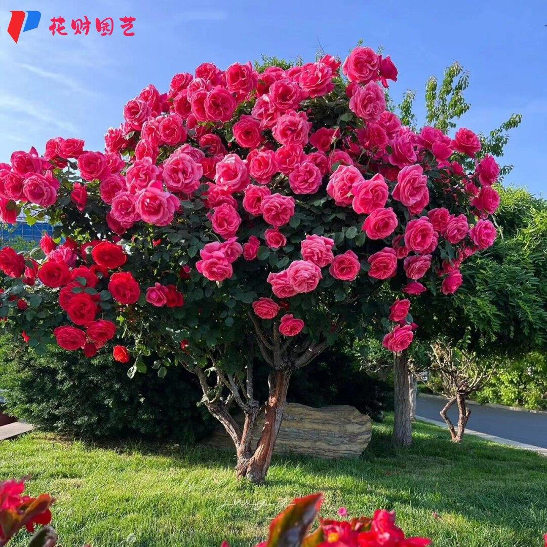 高档树桩月季花苗植物玫瑰大花浓香四季开花别墅庭院盆景树状月季