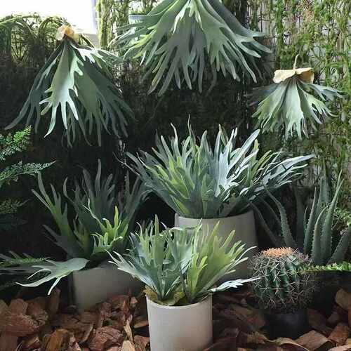 仿真鹿角蕨绿植空气草多肉装饰
