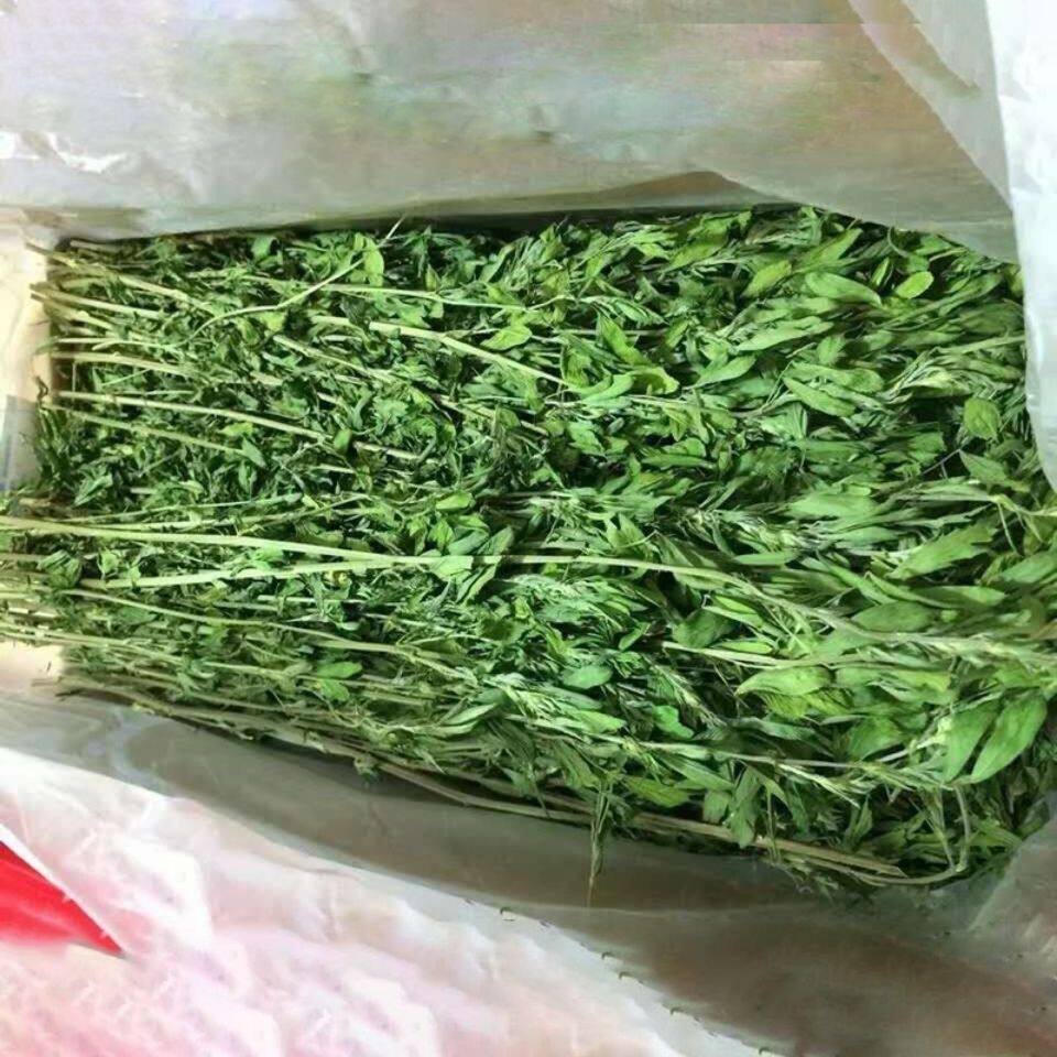兔子专用紫花苜蓿烘干牧草荷兰