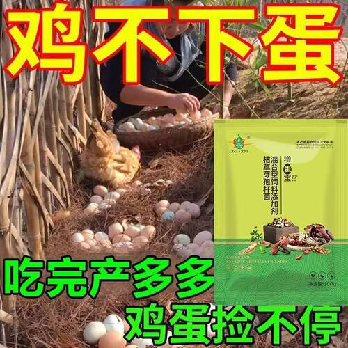 增蛋宝母鸡猛下蛋促产蛋增蛋增产