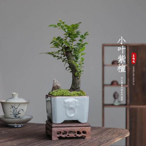 小叶紫檀盆景植物室内黑骨茶老桩盆栽办公室摆件四季常青观叶绿植