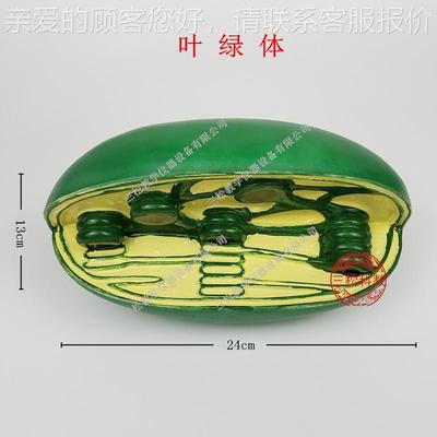 细胞结构模型中生物教学仪器 线粒J3224体叶绿高器体高尔基体体