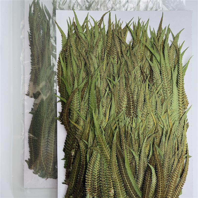 1000枝金星蕨侧枝干花天然押花DIY装饰滴胶植物标本树叶贴画素材