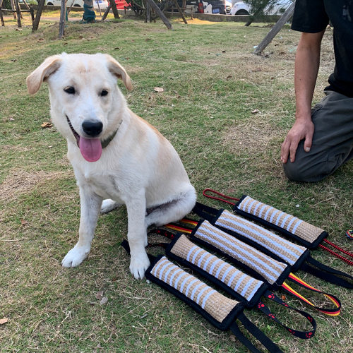训犬咬棒麻棒德牧训练成