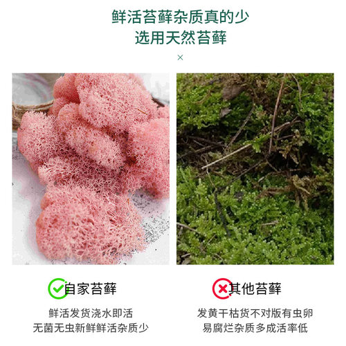 永生苔藓盒装苔藓植物墙造景苔藓橱窗室内装饰品微景观永生花苔藓