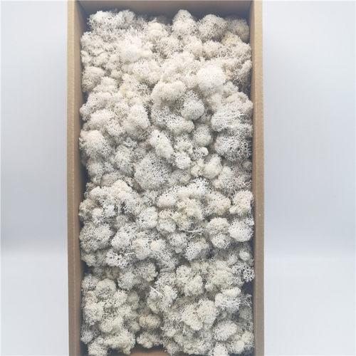永生花  永生苔藓   整盒装苔藓  无根杂质少 植物墙