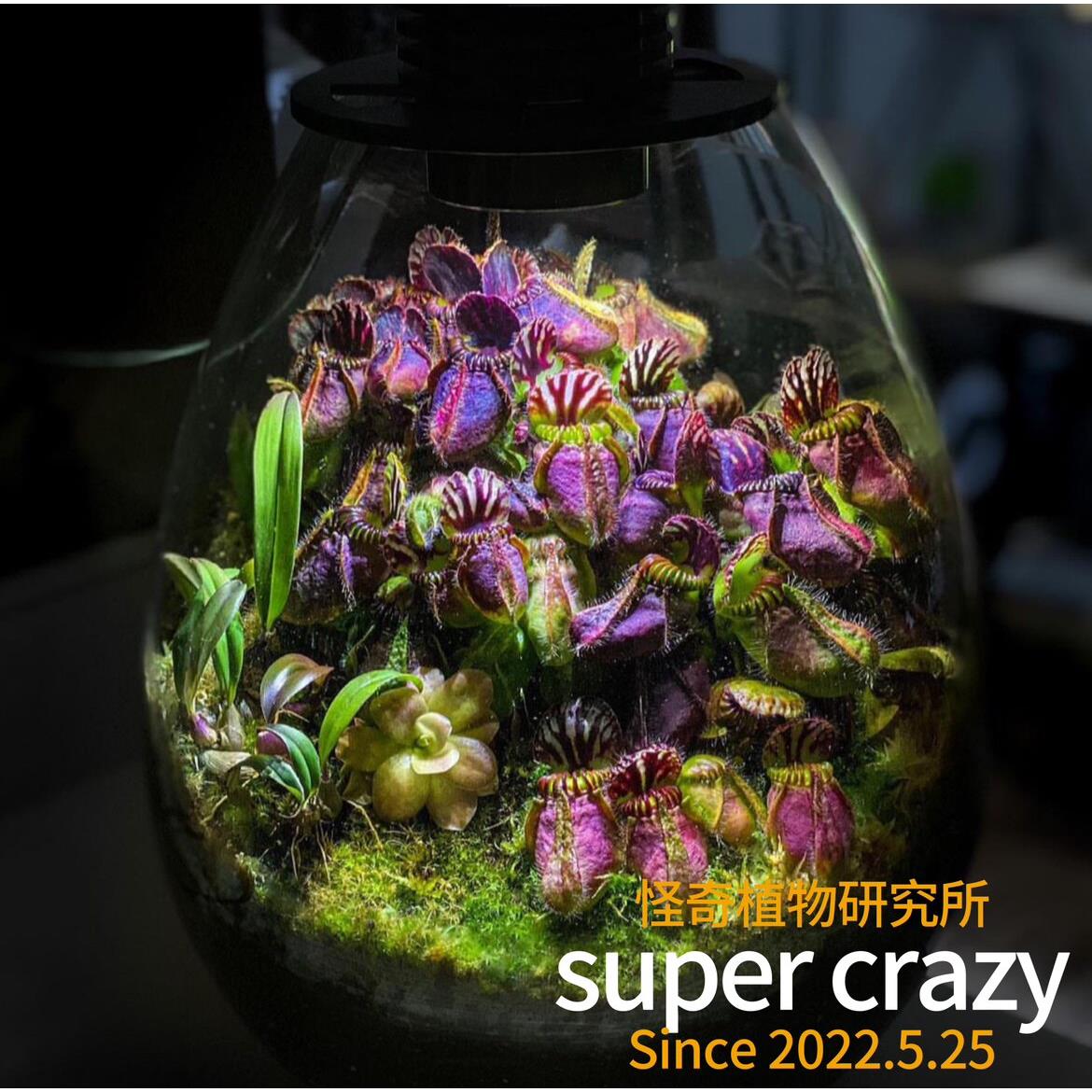Cephalotus follicularis土瓶草珍惜食虫植物瓶子草黑暗风