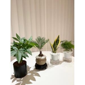 发财树室内盆栽客厅文竹绿植办公室桌面花卉虎皮兰好养招财植物