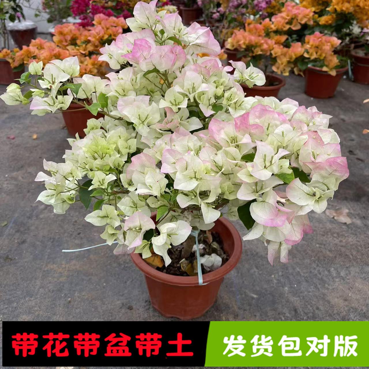 三角梅带花盆栽绿樱爬藤重瓣老桩四季开 花大苗漳红樱庭院植物勤