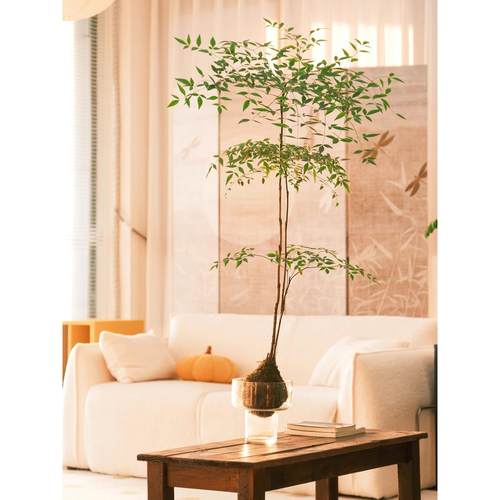 南天竹苔藓球室内客厅办公室绿植高级感好养活四季盆景观叶植物