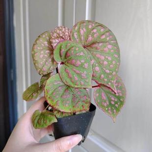 圆叶粉点秋海棠蟆叶类 室内网红盆栽龙川萤火银伊度观叶赏花盆栽