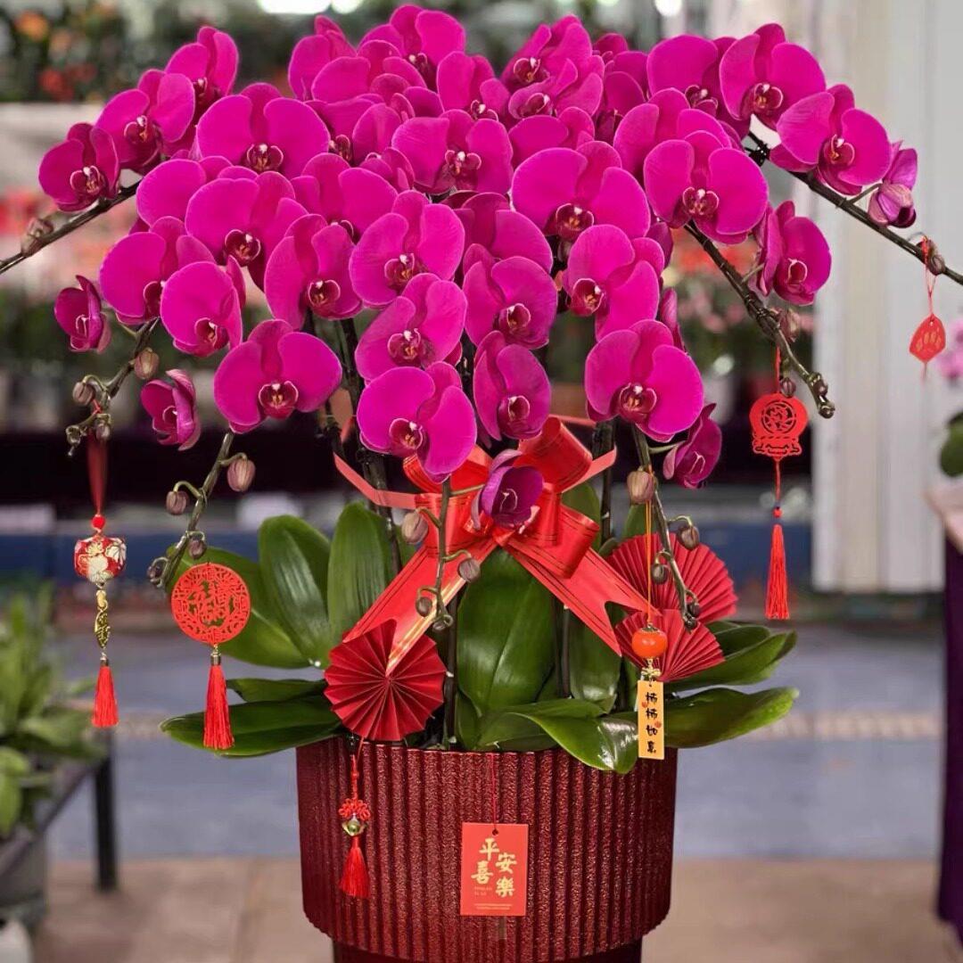 北京同城配送年宵花蝴蝶兰花带花苞盆栽元旦春节开业送礼花卉盆栽