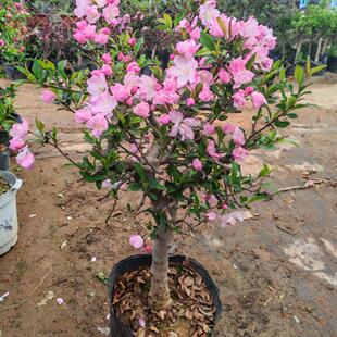 西府海棠花树苗盆栽垂丝海棠大苗海棠苗木本观花花卉植物地栽种植