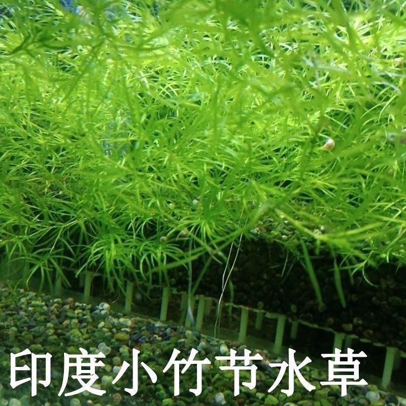 水草印度小竹节草新手好养耐活懒人阴性水草鱼缸装饰造景净化水质