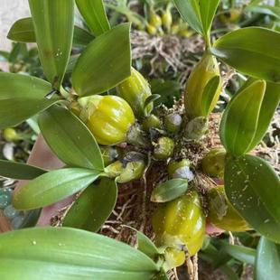 鼓槌石斛迷你鸡蛋鼓槌小鼓槌栗斑鼓槌石斛兰花卉绿植盆栽洋吊兰