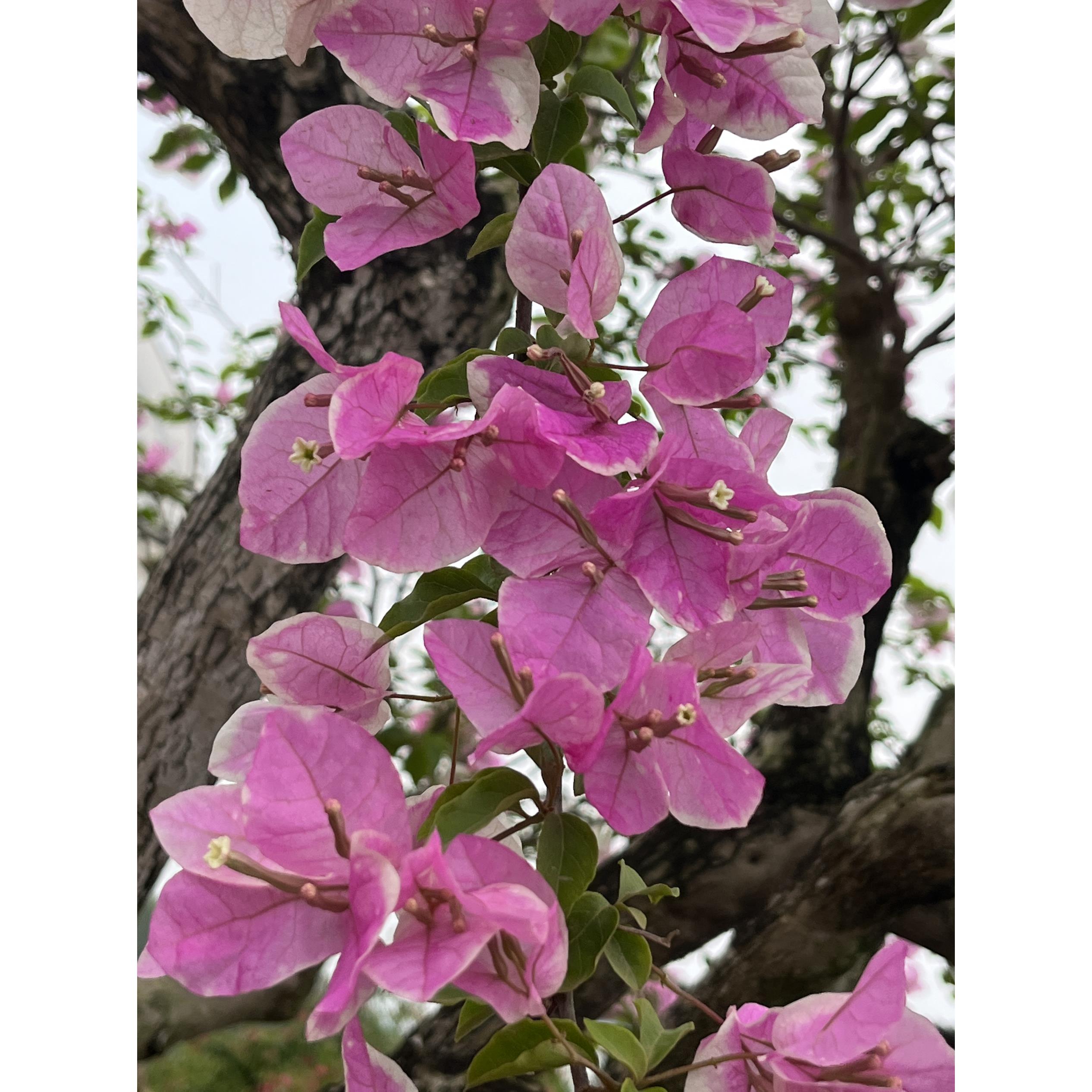2号 一物一拍 勤花三角梅爬藤植物盆栽庭院四季开花新款老桩大桩