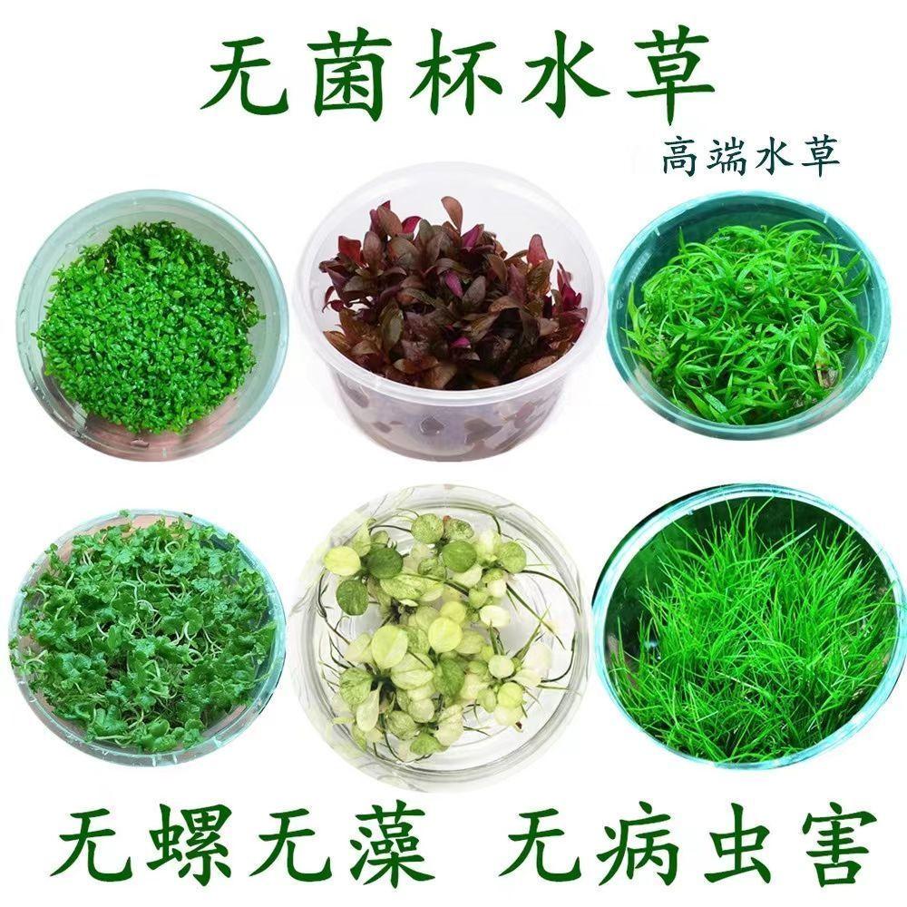 无菌杯水草迷你椒草宫廷鱼缸