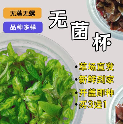 高珍珠无菌杯水草阴性水草鱼缸草造景水草鱼缸养鱼真水草鱼缸专用