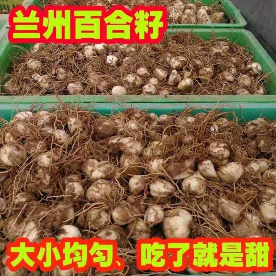 【甘肃特产】兰州食用甜百合种子种球母仔赏花室内外田野可种图片
