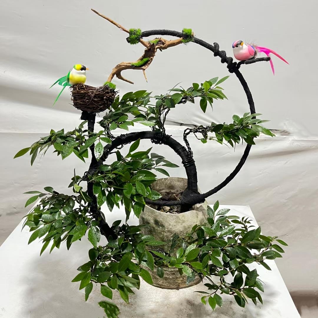 小叶紫檀盆景树桩植物花卉盆栽办公室绿植阳台黑骨茶树苗四季常青