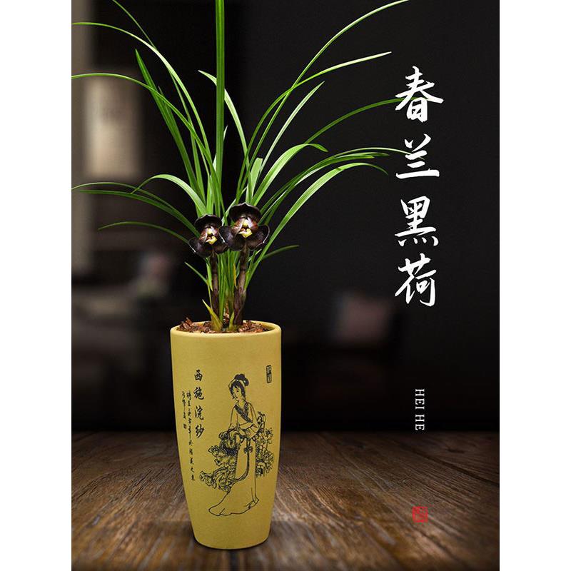 兰花盆栽植物室内春兰黑荷无花苞浓香庭院阳台窗台客厅名贵兰花苗