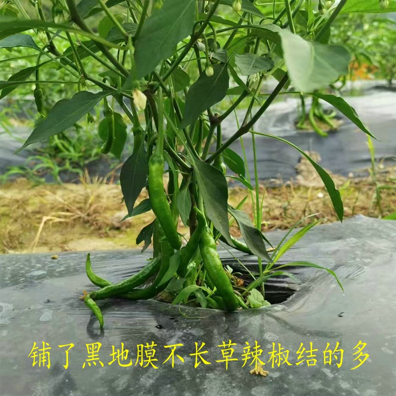 全新防草黑地膜农用黑膜蔬菜白膜除草膜保温保湿果园加厚塑料薄膜