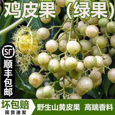顺丰现货广西新鲜鸡皮果3斤山黄皮果青果晒干泡酒厨房调味辣椒酱